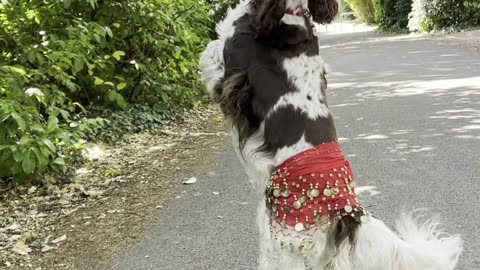 Bonnie Belly Dancing Along the Way