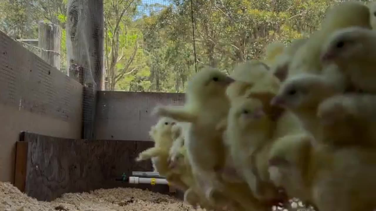 🤯✨ Baby Chick Looks Like It's Being Tossed! | FeedMyCuriosity