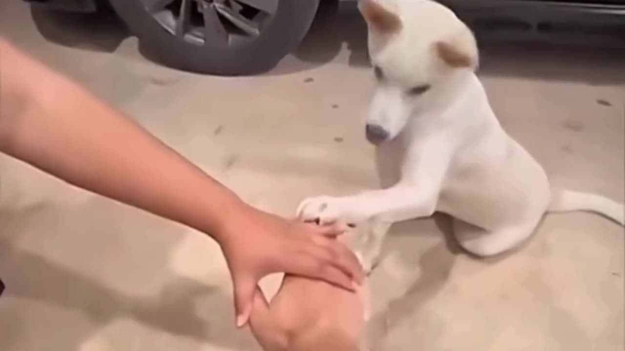 FUNNY ANIMAL COMPILATIONS - PART 62