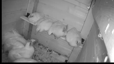 Chicken Live Stream