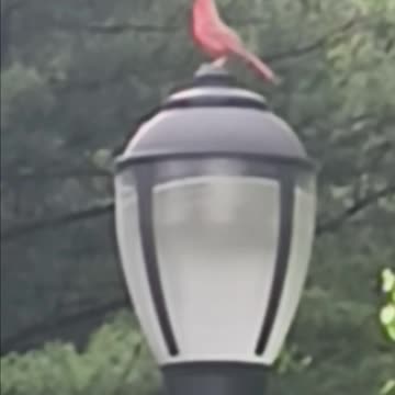 Northern cardinal.