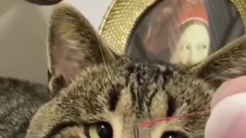 Funny animal video