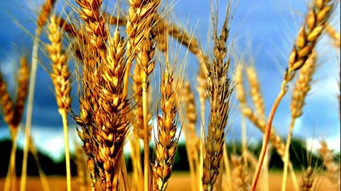 Matthew 13 Parables -- Part 1