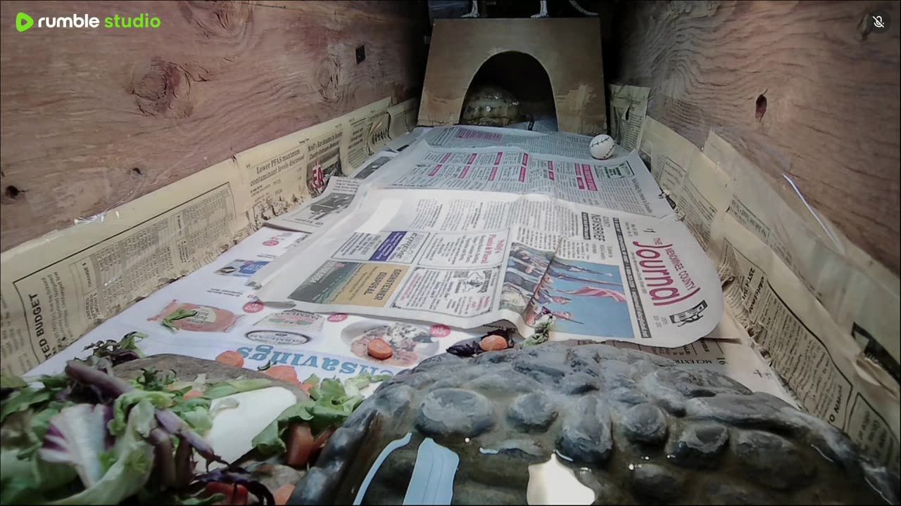 Shelly The Tortoise-Day 2!