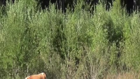 cow