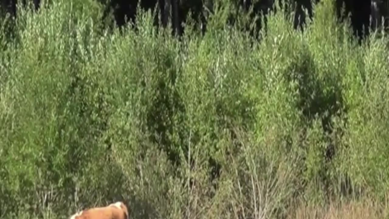cow