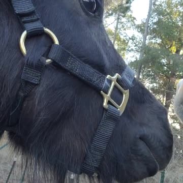 The Horses and I having a meeting