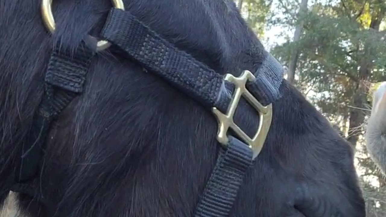 The Horses and I having a meeting