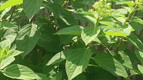 Hydrangea tree and plants