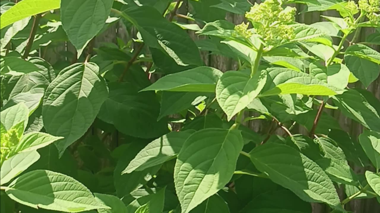 Hydrangea tree and plants