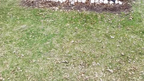 FAMOUS GRAVES - VOL. 621: ROGER MARIS