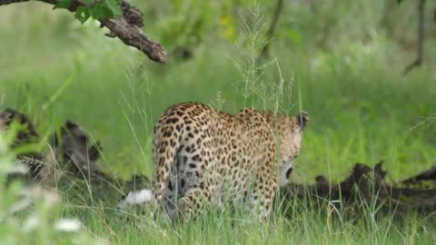 Leopard walking in a green valley