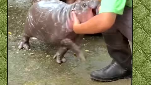 When you are to small for the world cute animal