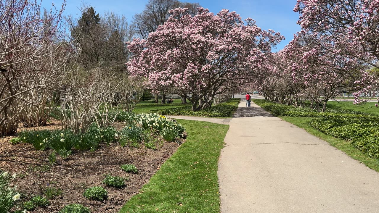 Niagara Falls Blossom 2025 Magnolia Alley