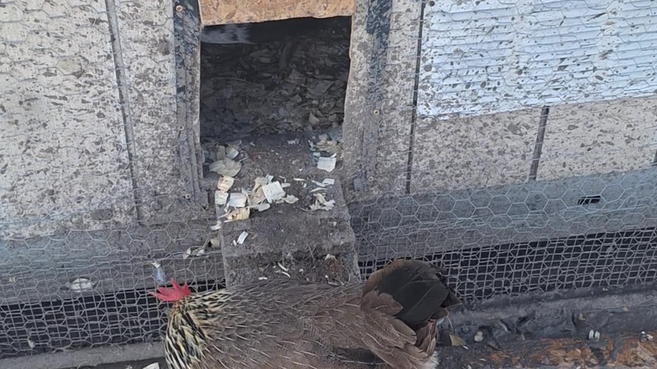 I let the chickens out this morning .