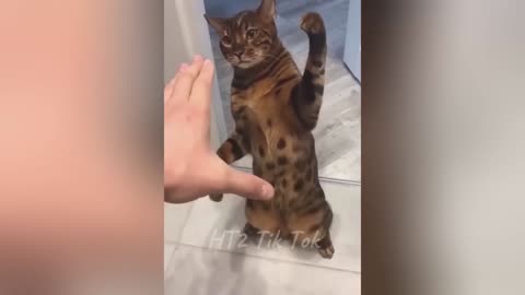 Try Not To Laugh - Funniest Animal Videos Compilation! 😂