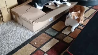 😹🐈 Cats' Box Obsession is SO FUNNY! | FunFM