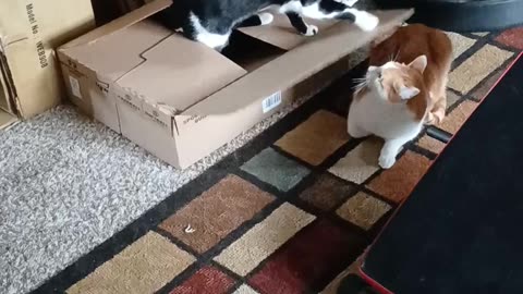 😹🐈 Cats' Box Obsession is SO FUNNY! | FunFM