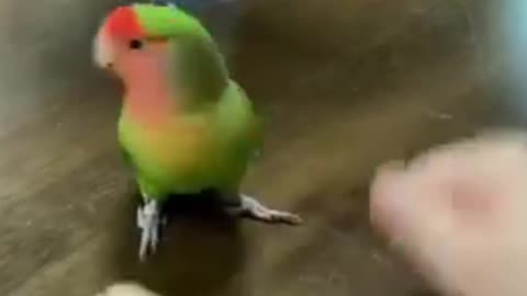 Parrot Amazingly Guesses What’s Inside the Closed Palm
