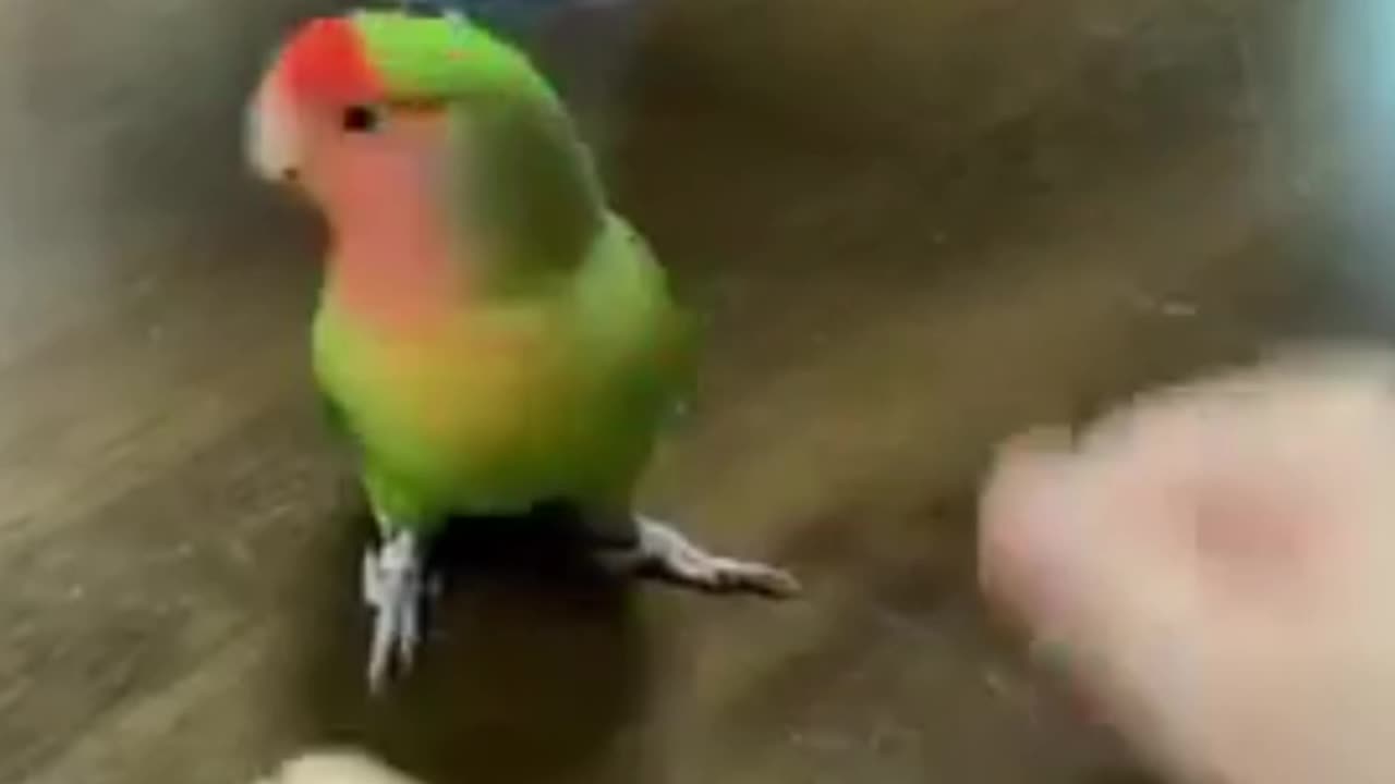 Parrot Amazingly Guesses What’s Inside the Closed Palm