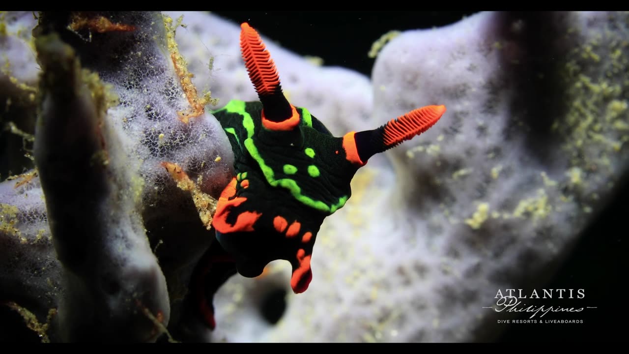 Critters of Dumaguete