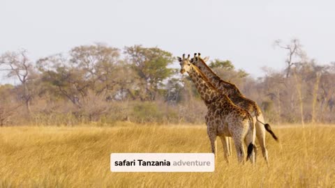 Memorable Wildlife Trips: Tanzania Safari 4 Seasons