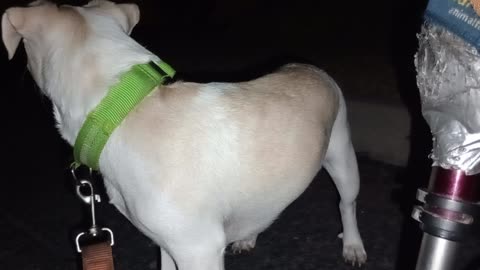 Kiko Paco Chiquis at midway point on doggie walk Separated leash 4 Kiko from other doggies202594188
