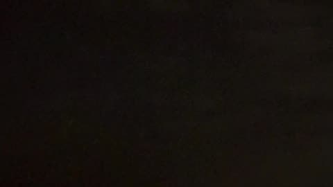 Sea Bird Illuminated By Cruise Ship Dives Into Water