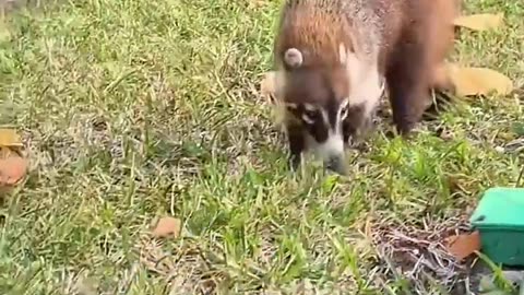 Exotic Animals That You can Legally Own