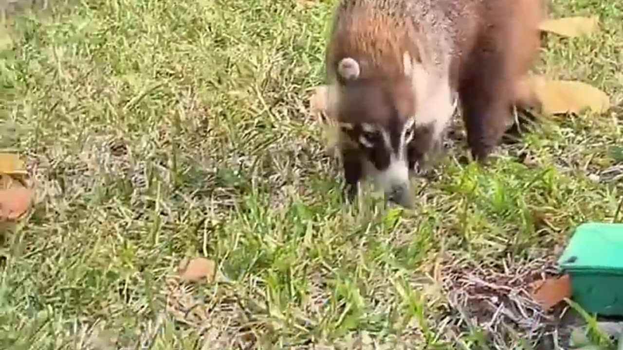 Exotic Animals That You can Legally Own