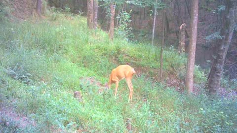 Summer Game Trail