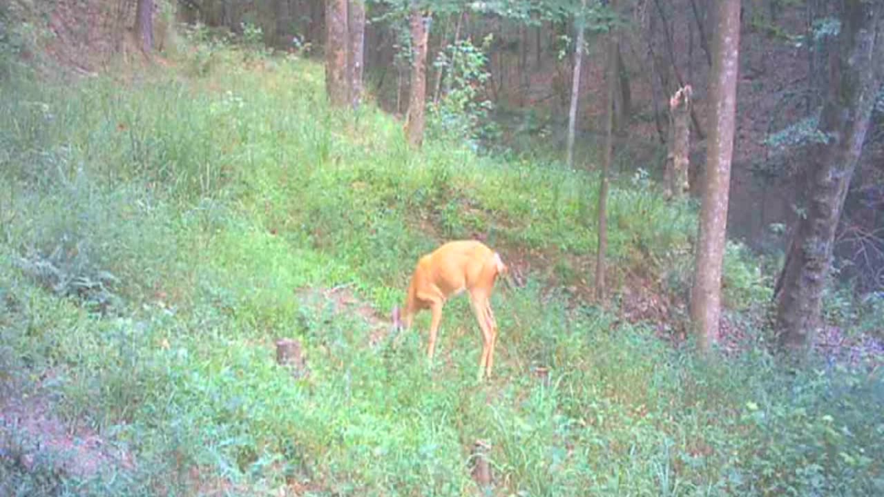 Summer Game Trail