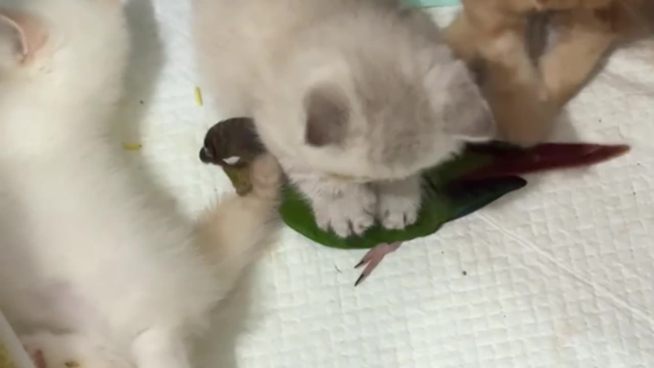 Poppy the Bird Playing with Kittens
