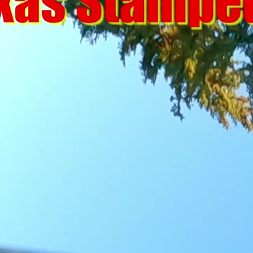 That's BASHIN', Right? Traxxas Stampede 4x4