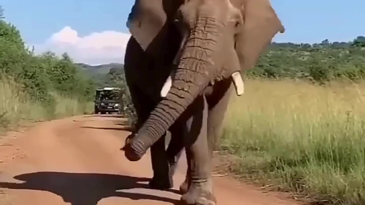 😍How Elephant would have walked in Ramp