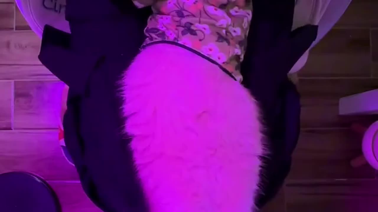 cat dance party 🎉