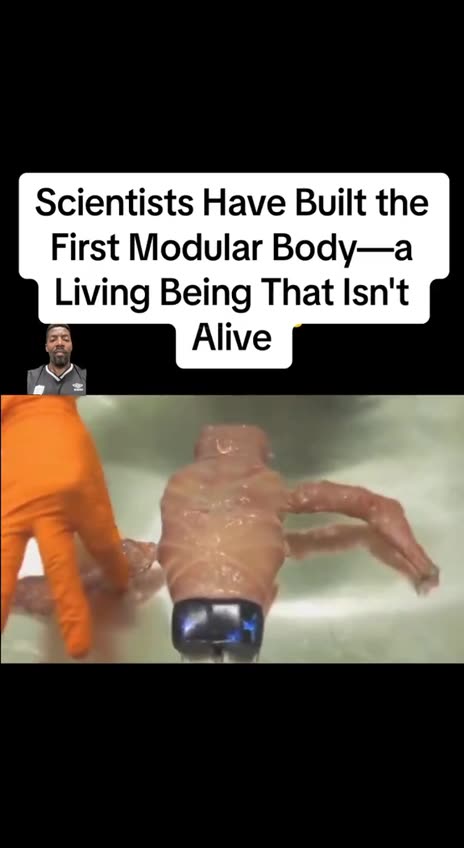 Scientists Have Built the First Modular Body—a Living Being That Isnt Alive