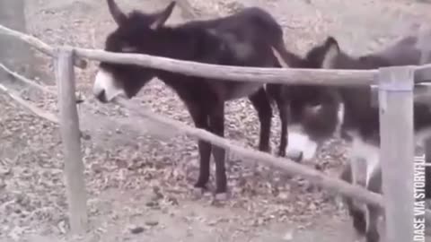 🐴😂 Donkeys Locked Up? You Won't Believe Why! | FunFM