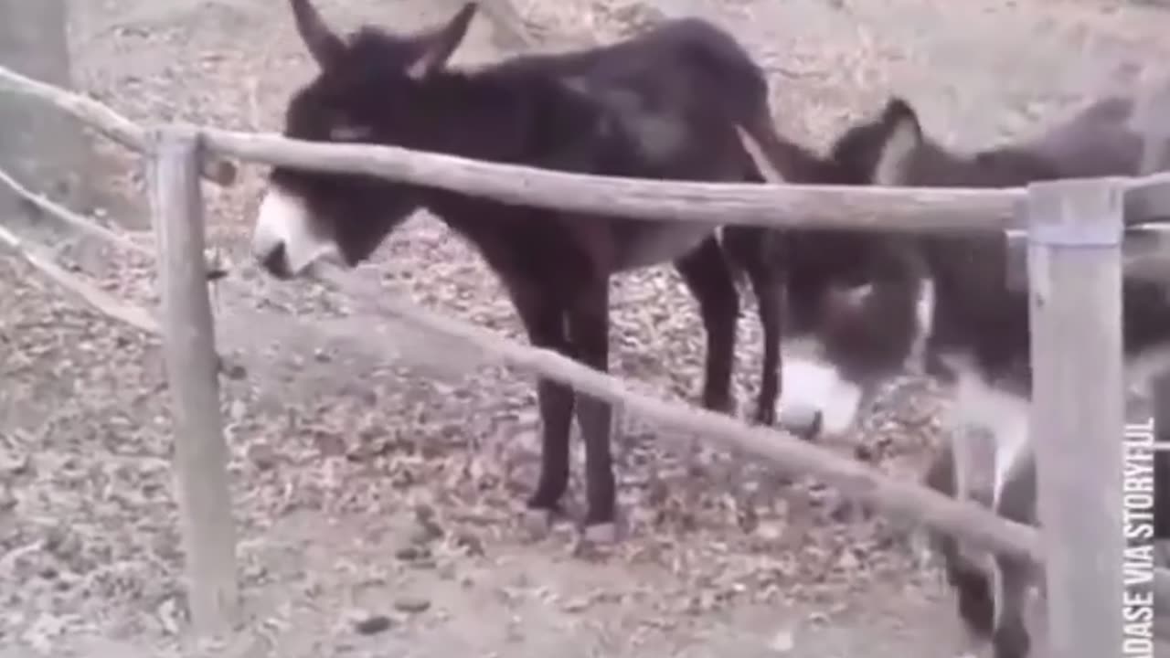 🐴😂 Donkeys Locked Up? You Won't Believe Why! | FunFM