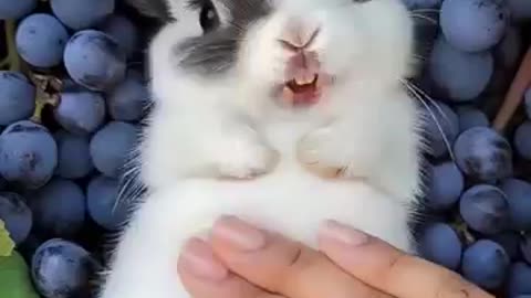 This_Cute_Little_Rabbit_🐇_Loves_to_Laugh_While_Being_Petted_#cuterabbit_#aigenerated__#cutepe