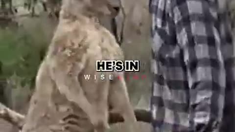Mike Tyson vs. kangaroo