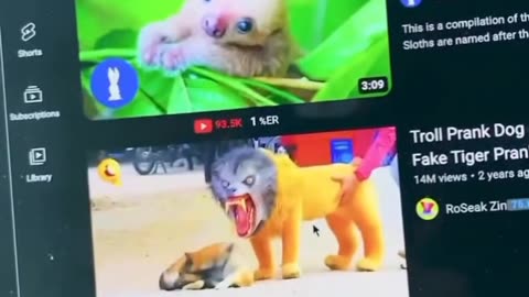 funny animal videos