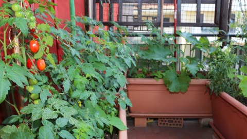 Sustainable Food Growing In Small Space (13 Game-Changing Hacks!)