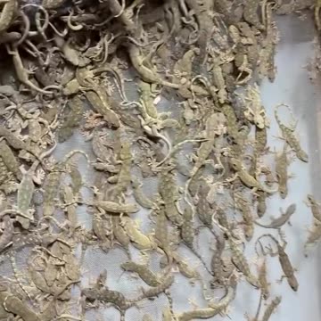 Lizard infestation