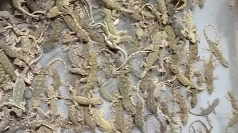 Lizard infestation