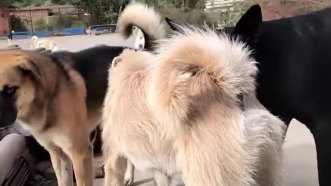 Meet Changmao – The Ruthless Alpha Dog of the Shelter | Pawble Stories
