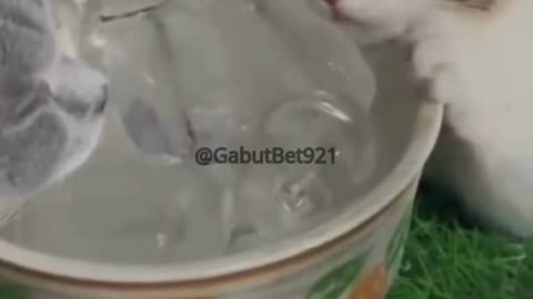 funny cat