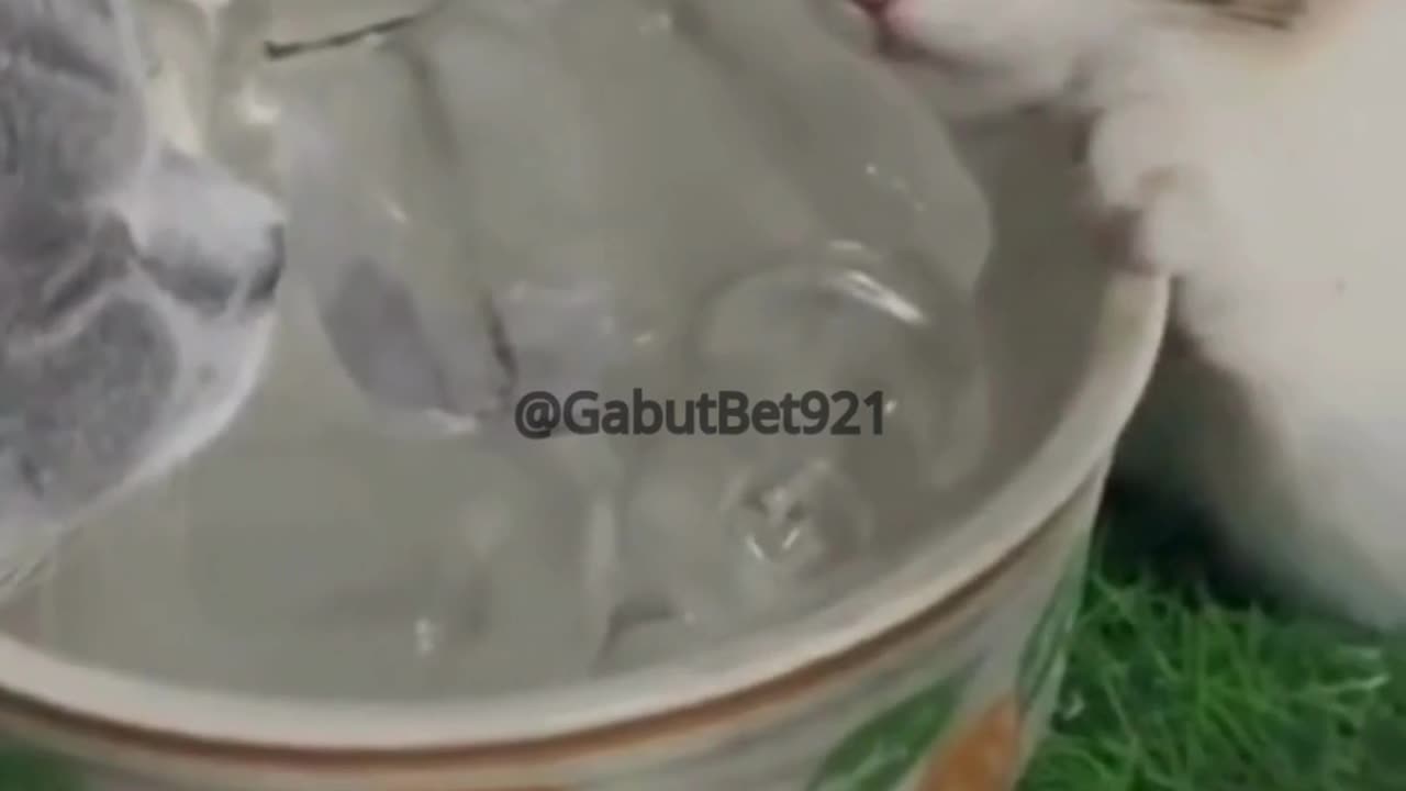 funny cat
