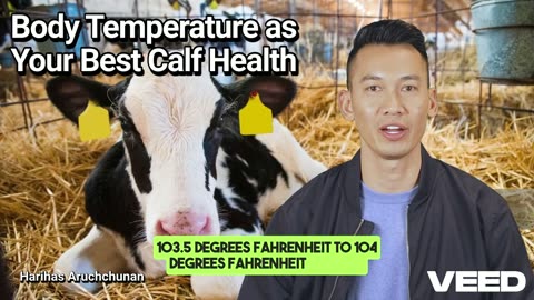 Unlock Calf Health:Monitor Body Temperature