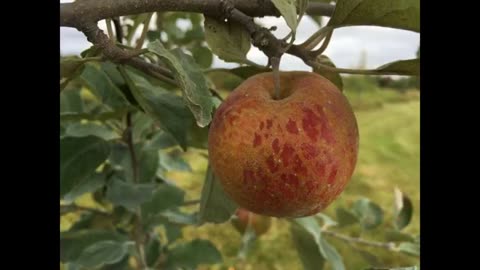 Russet Apples of Maine
